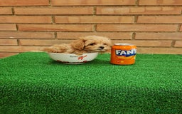 Maltipoo perros en venta: Maltipoo - Imagen 3