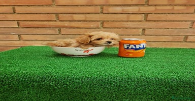 Maltipoo perros - Anuncio 8