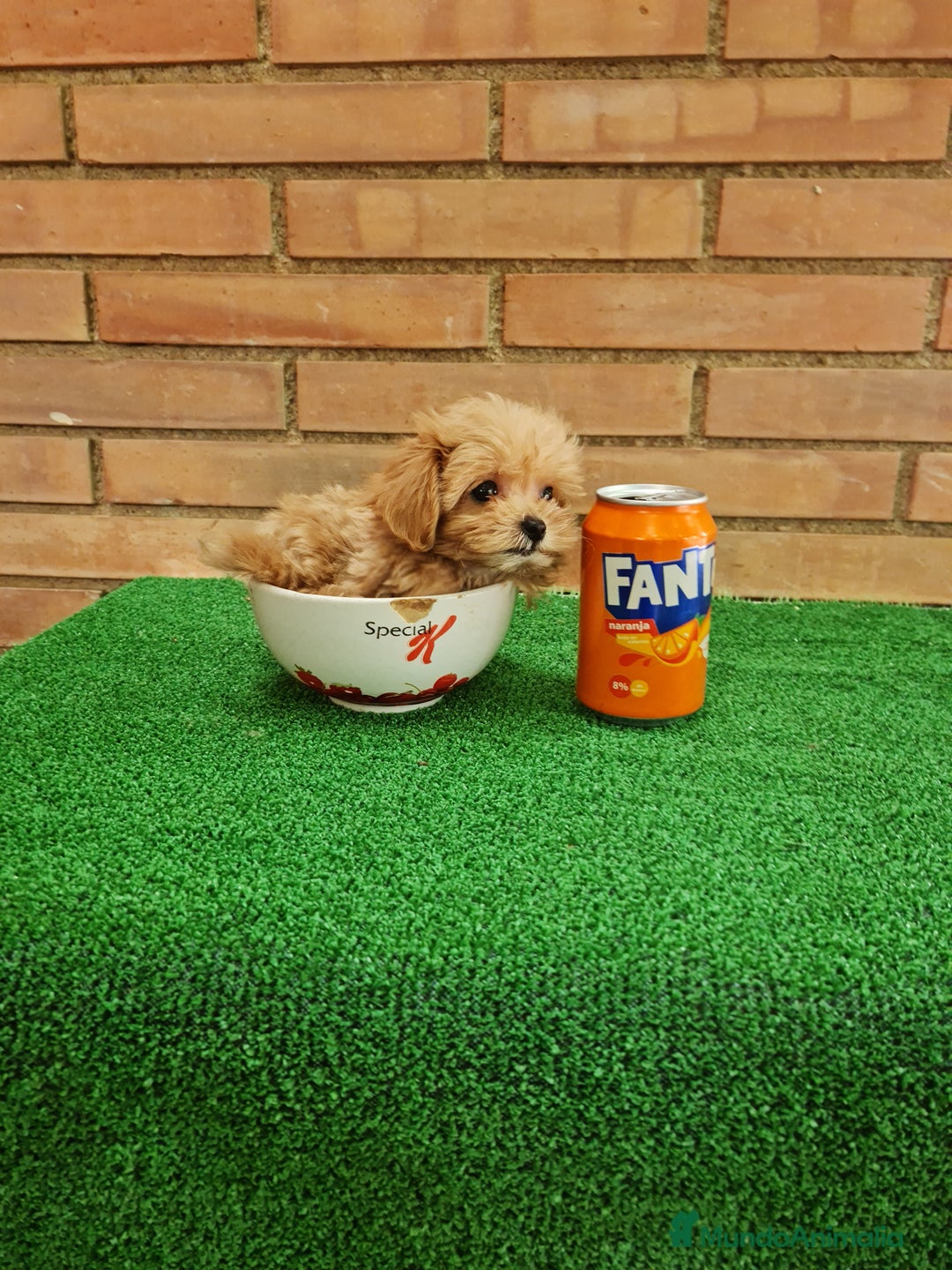Maltipoo perros en venta: Maltipoo - Imagen 3