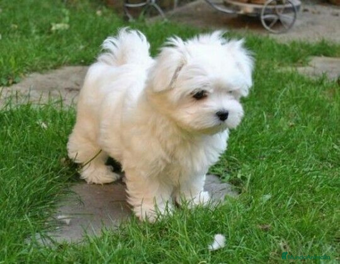 Bichón Maltés perros en venta: Cachorro Bichon maltés 618298958 - Imagen 1