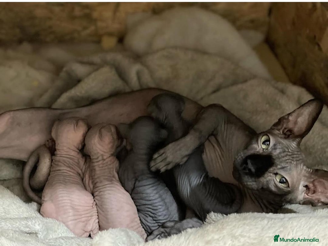 Sphynx gatos en venta: gato sphynx seal point lilac - Anuncio 2