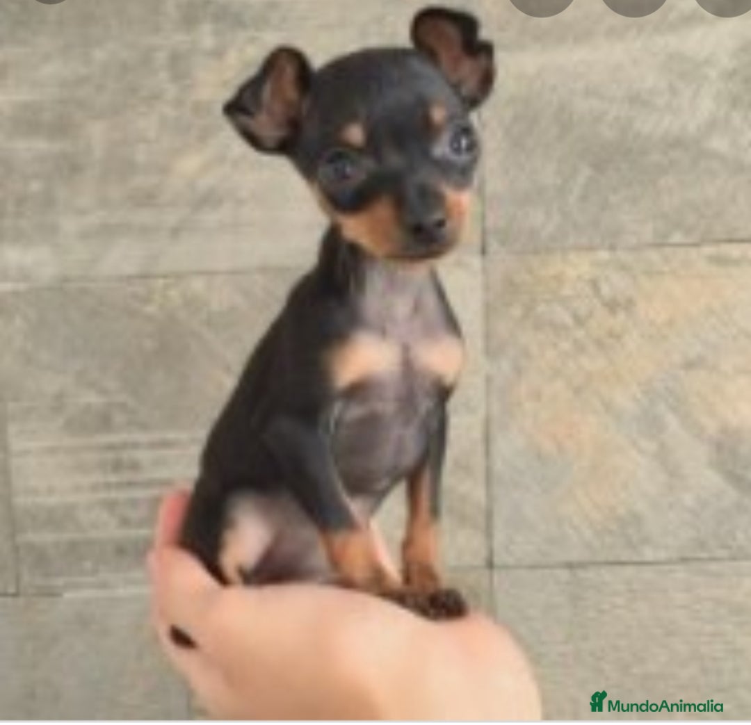Ratón de Praga perros en venta: Ratón de Praga  - Anuncio 2