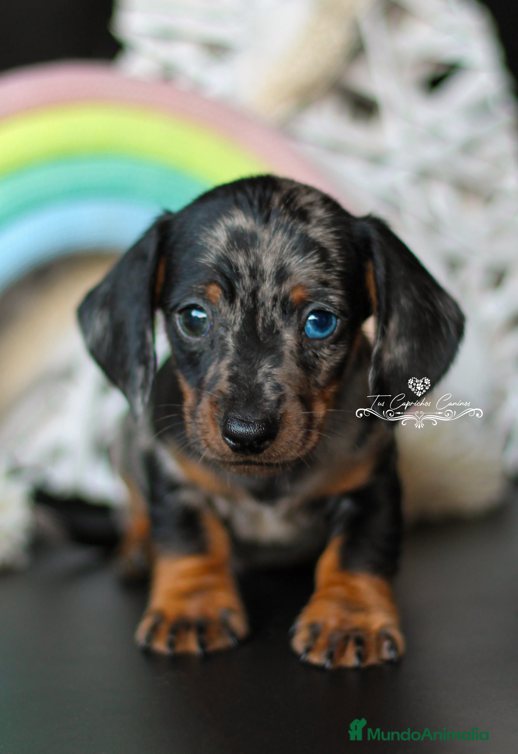 Teckel perros Teckel arlequín plata en Cantabria - Anuncio 2