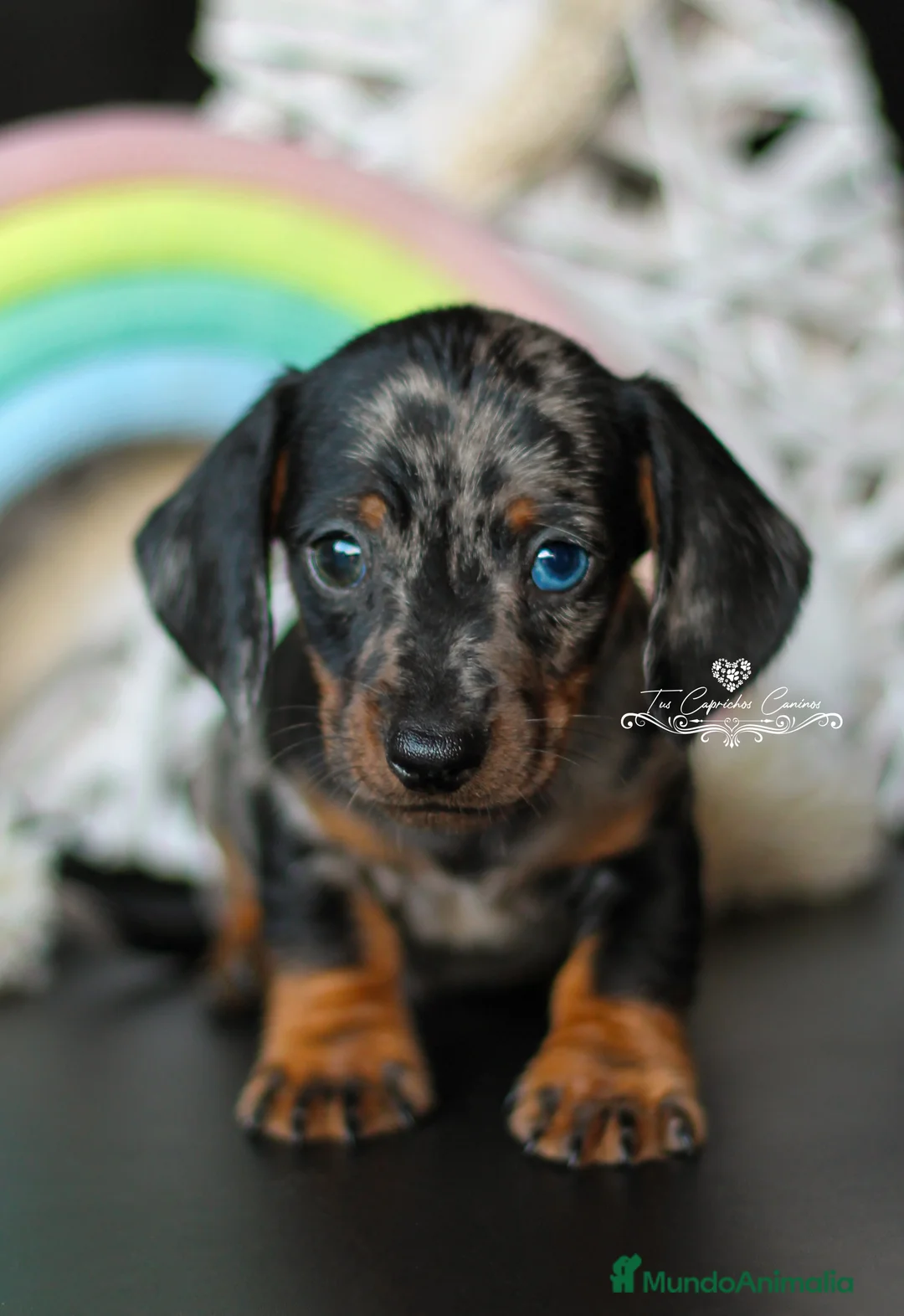 Teckel perros en venta: Teckel arlequín plata en Cantabria - Anuncio 2