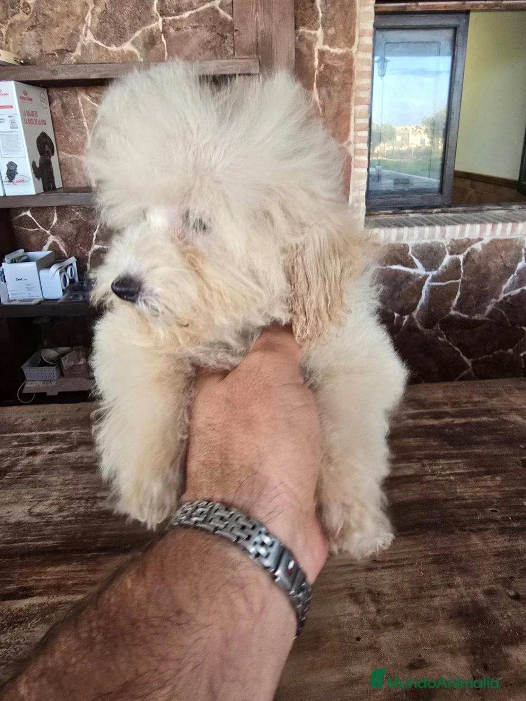 Caniche Toy perros en venta: Caniche precio real  - Anuncio 2