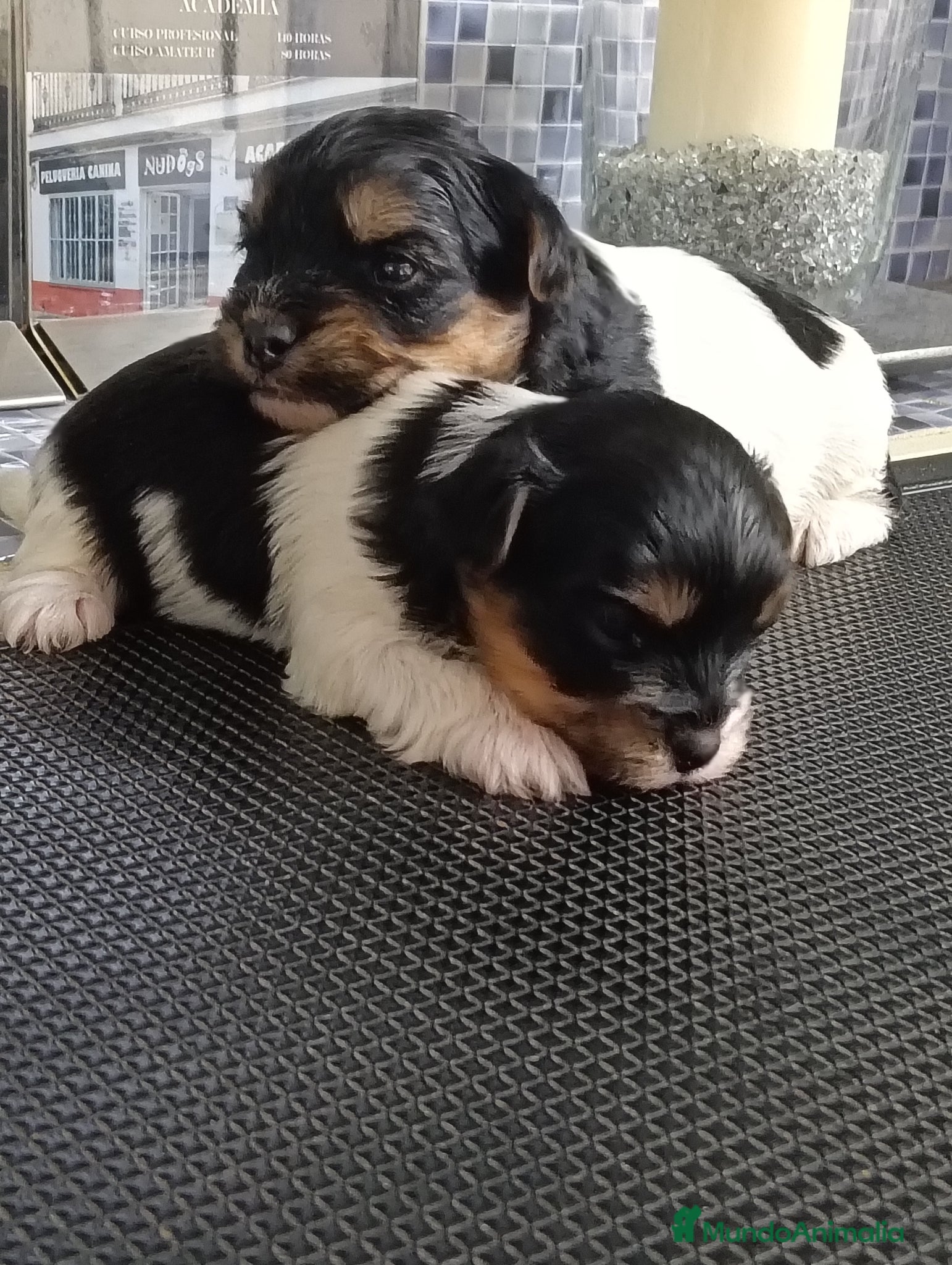 Biewer Yorkshire Terrier a la Pom Pon perros Biewer hembras opción pedigree  - Anuncio 1