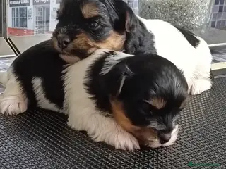 Biewer Yorkshire Terrier a la Pom Pon perros Biewer hembras opción pedigree - Anuncio 3