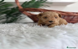 Maltipoo perros en venta: MALTIPOO - Imagen 2