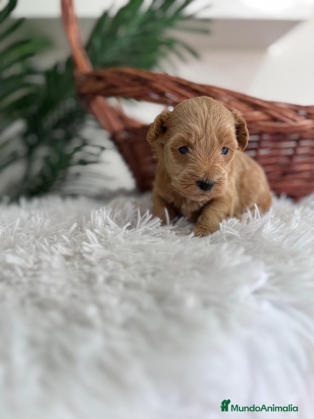 Maltipoo perros en venta: MALTIPOO - Imagen 2