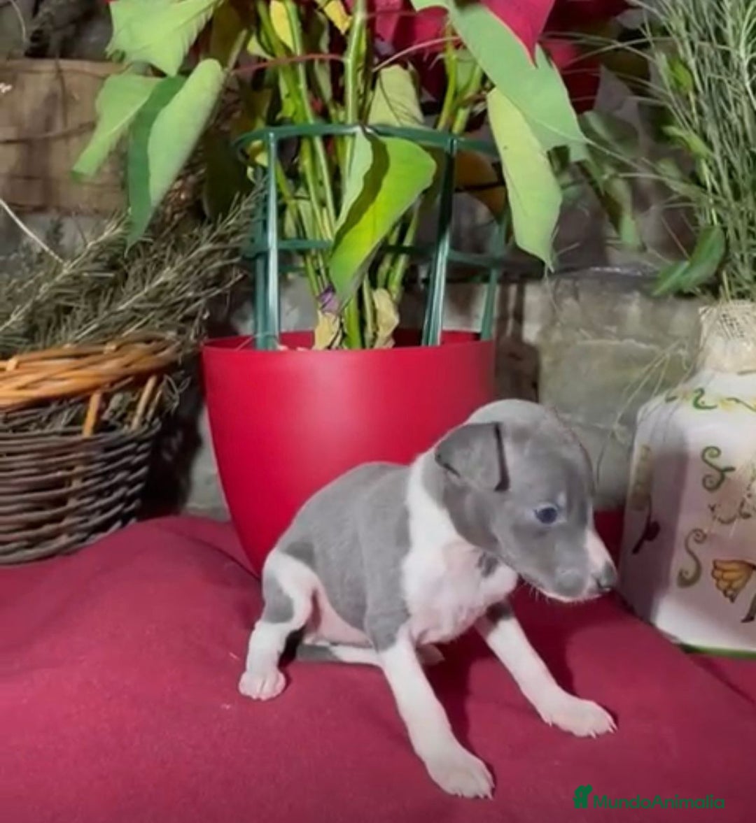 Whippet perros en venta: Whippet blue y Verdino  - Anuncio 6