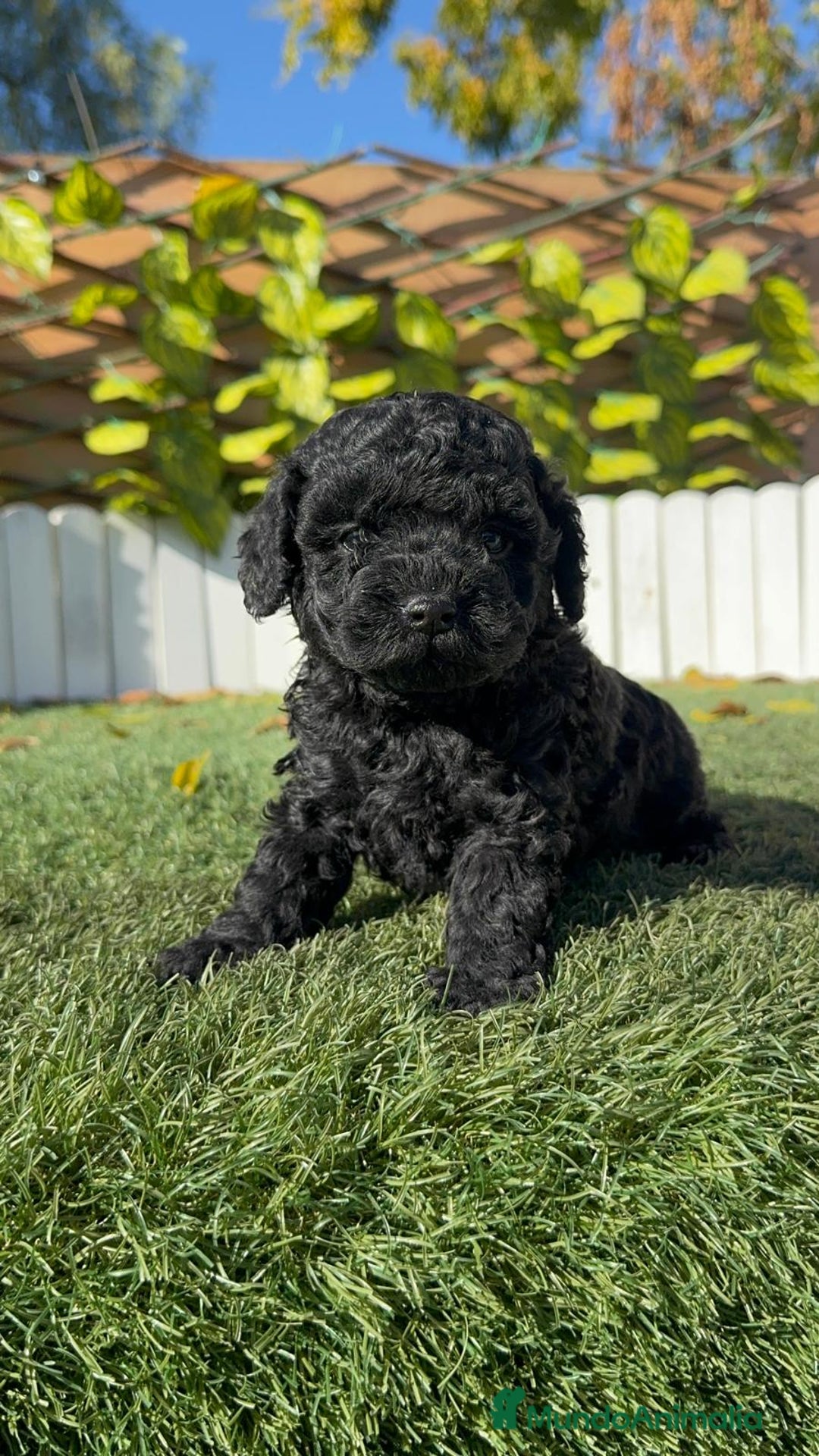 Caniche Toy perros en venta: CANICHE TOY HEMBRA - Anuncio 2