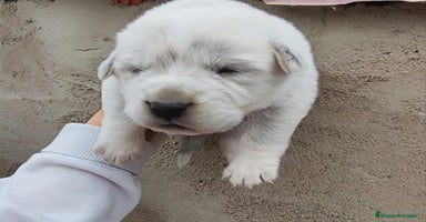 Mastín Español perros - Anuncio 3