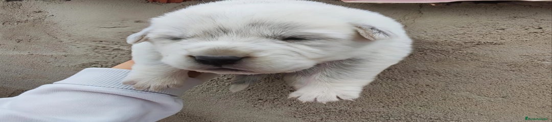 Mastín Español Cachorro 4