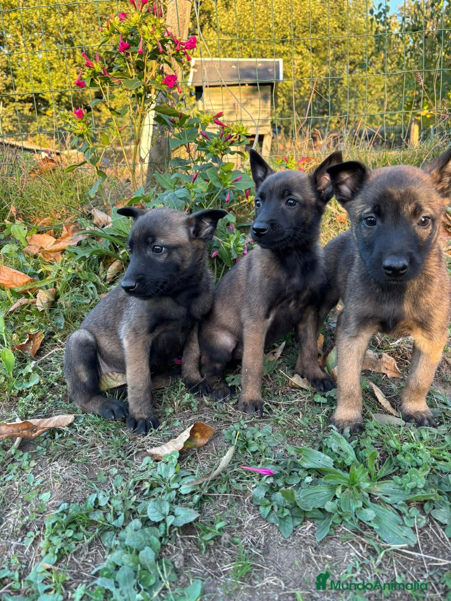 Pastor Belga Malinois perros Pastor Belga Malinois - Anuncio 2