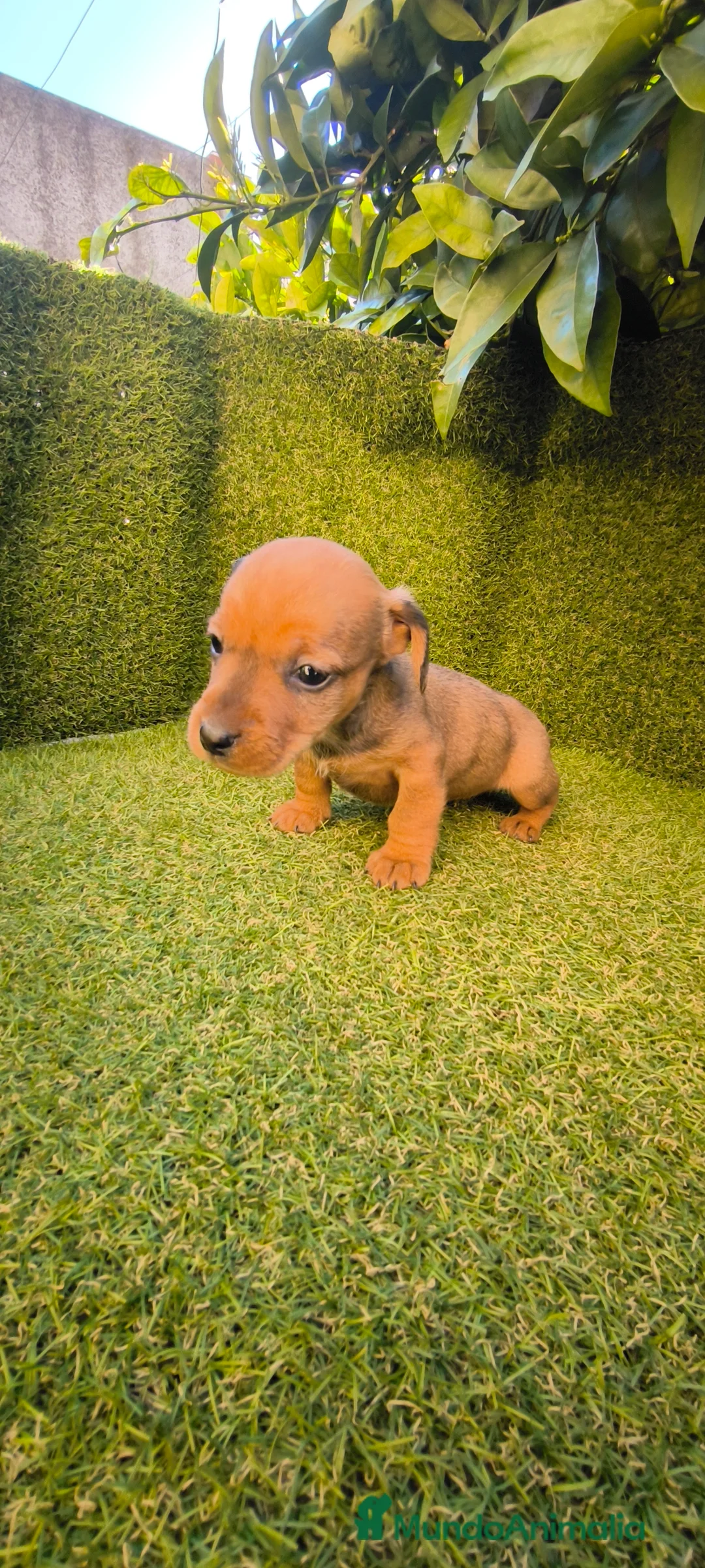 Teckel Miniatura perros en venta: camada teckel miniatura  - Anuncio 26