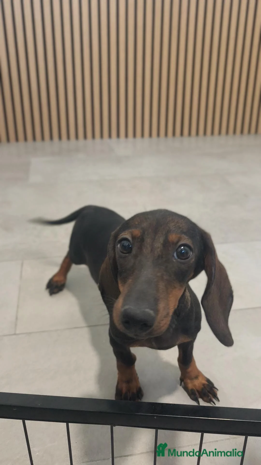 Teckel Miniatura perros en venta: Teckel Mini hembra disponible  - Anuncio 1