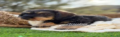 Teckel Miniatura Cachorro 2