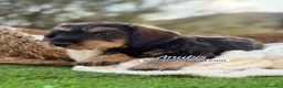 Teckel Miniatura perros en venta: TECKEL PELO DURO 2 MESES - Anuncio 4