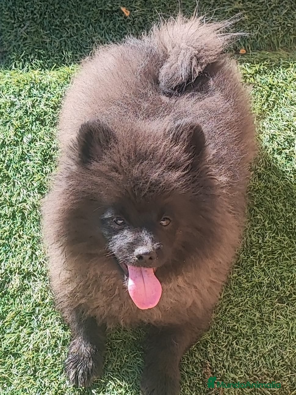 Pomerania perros SPITZ ALEMAN - Anuncio 38
