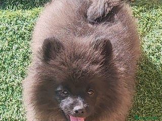Pomerania perros SPITZ ALEMAN - Anuncio 1
