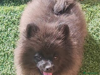 Pomerania perros SPITZ ALEMAN - Anuncio 13