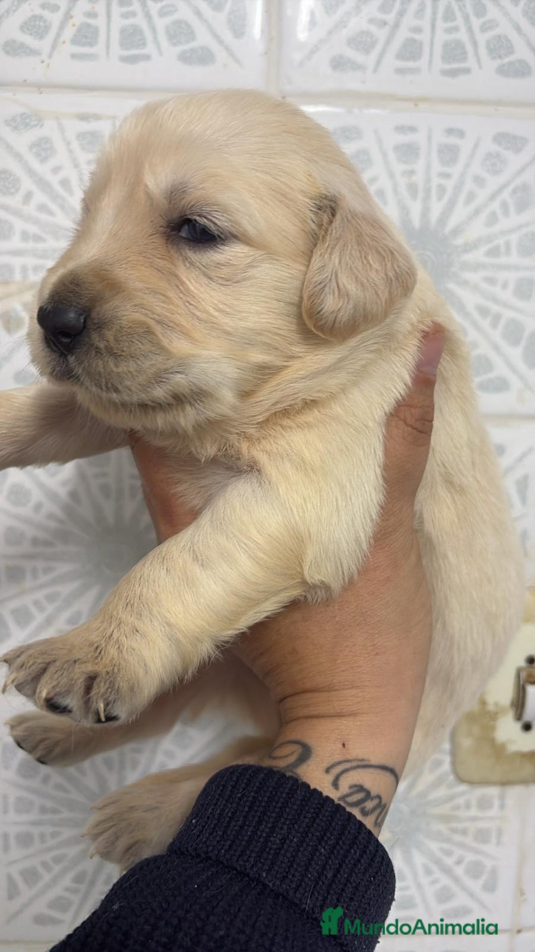 Golden Retriever perros en venta: Golden Retriever  - Anuncio 3