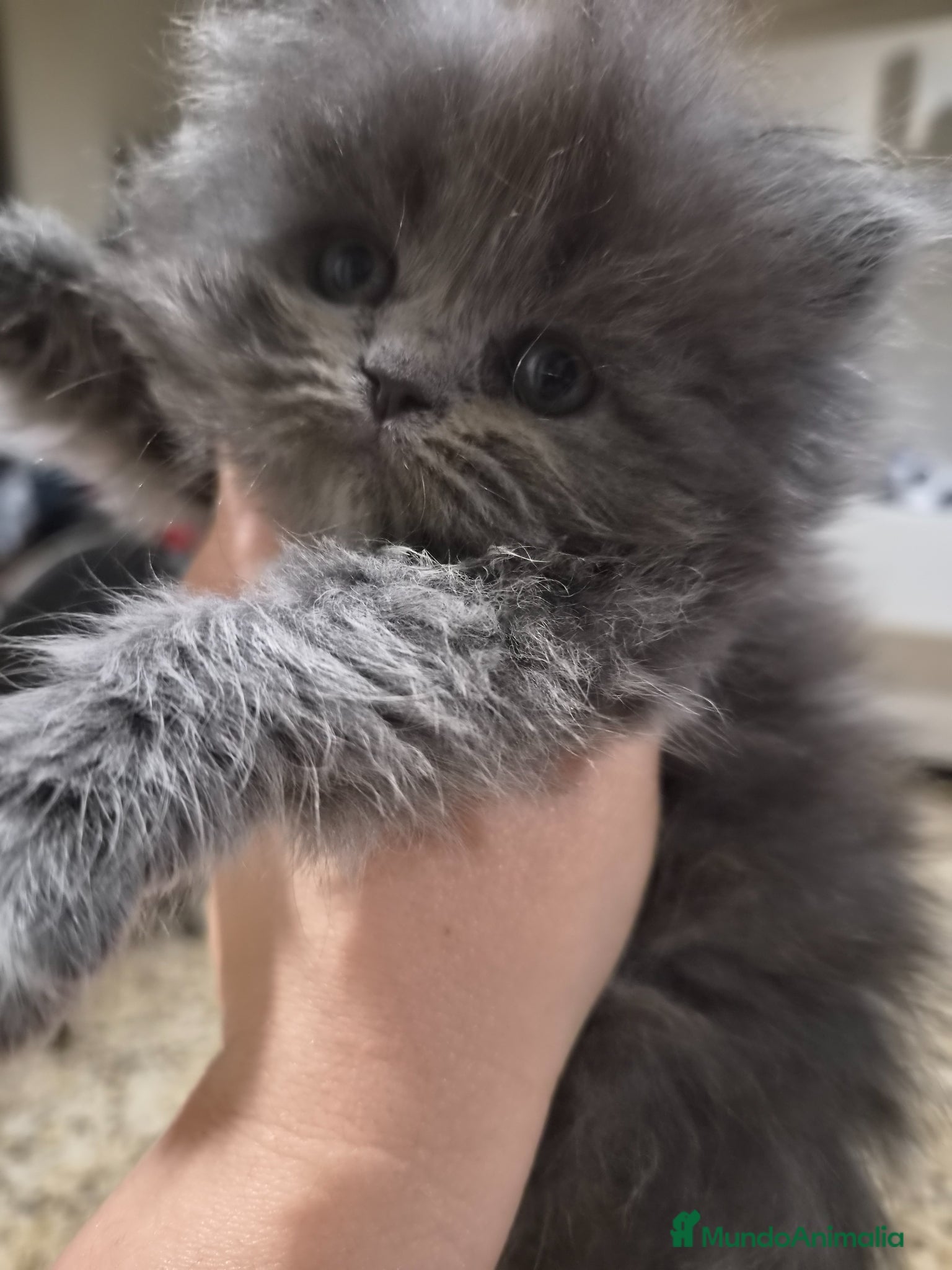 Persa gatos en venta: Gatos persas  - Anuncio 9