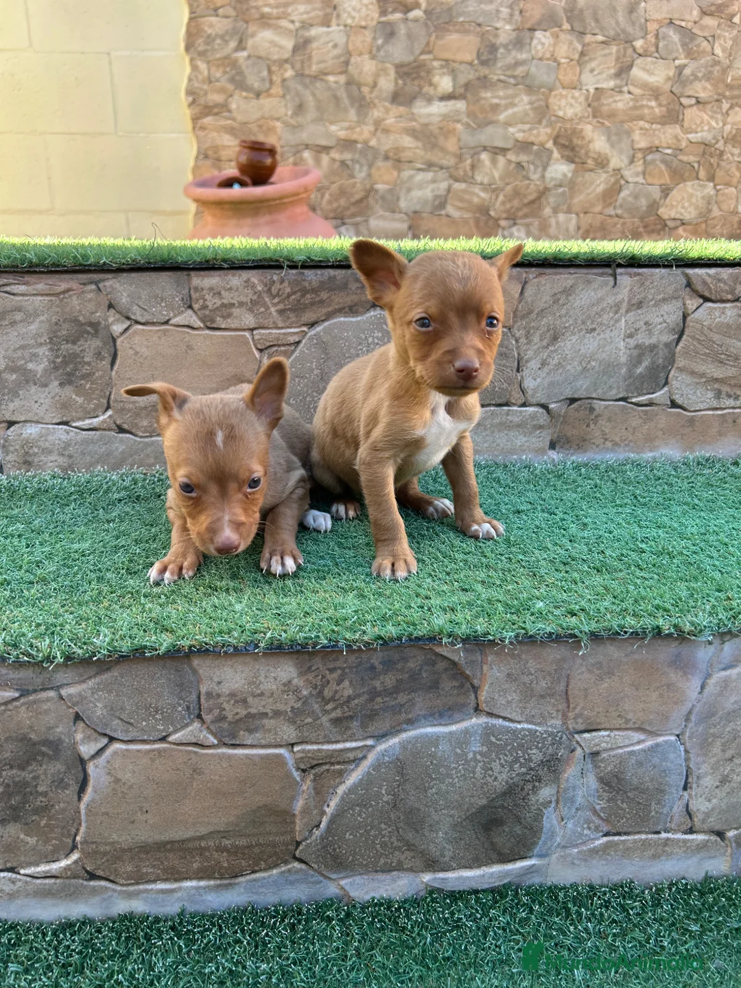 Raza Mixta perros en venta: Cruzaditos de Chihuahuas Mini Toy Toy - Anuncio 1