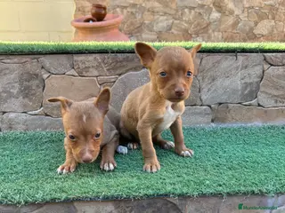 Raza Mixta perros Cruzaditos de Chihuahuas Mini Toy Toy - Anuncio 1
