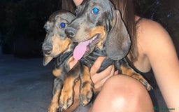 Teckel perros en venta: Teckel en venta  - Imagen 3