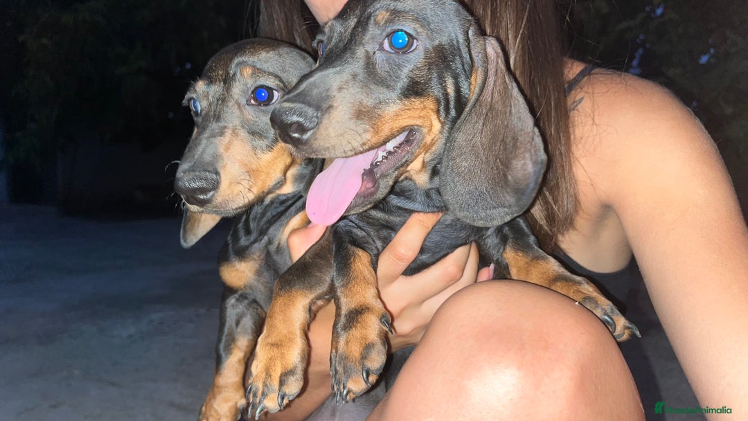 Teckel perros en venta: Teckel en venta  - Imagen 3