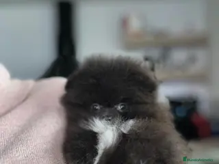 Pomerania perros Lulú de pomerania - Anuncio 1