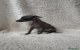 Pequeño Lebrel Italiano perros en venta: Pequeño lebrel Italiano Piccolo Galgo  - Imagen 2
