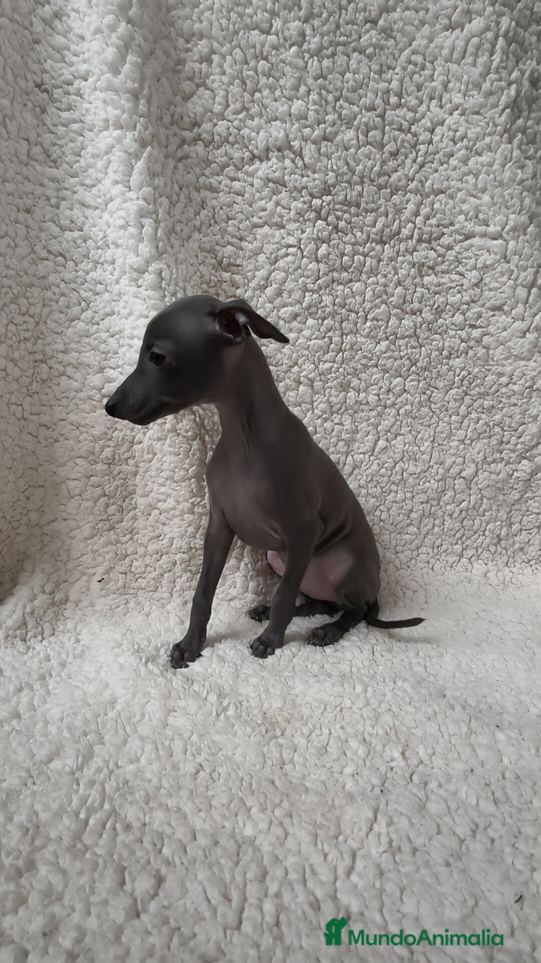 Pequeño Lebrel Italiano perros en venta: Pequeño lebrel Italiano Piccolo Galgo  - Imagen 2