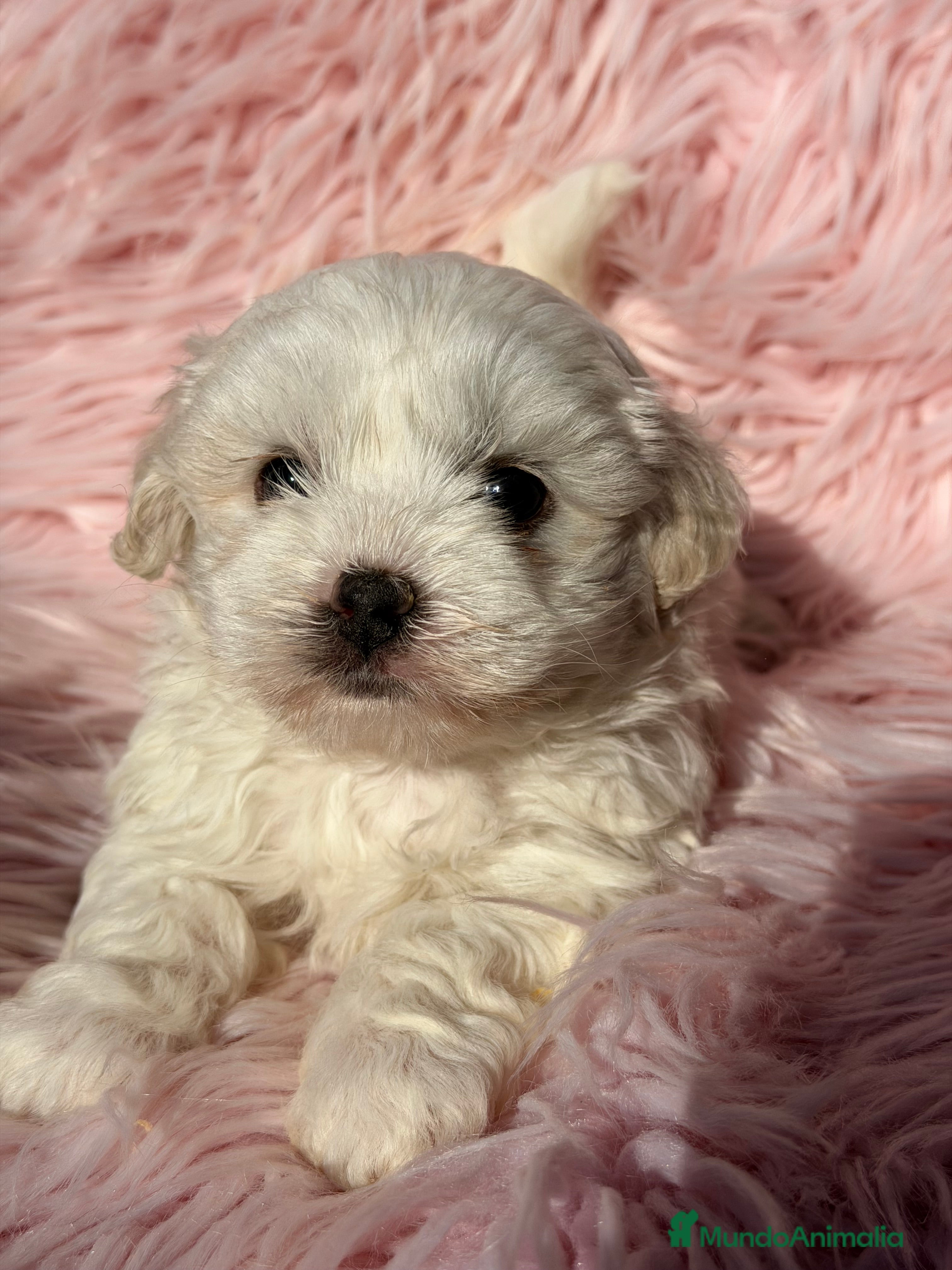 Bichón Maltés perros Bichon Maltes hembra Toy  - Anuncio 3