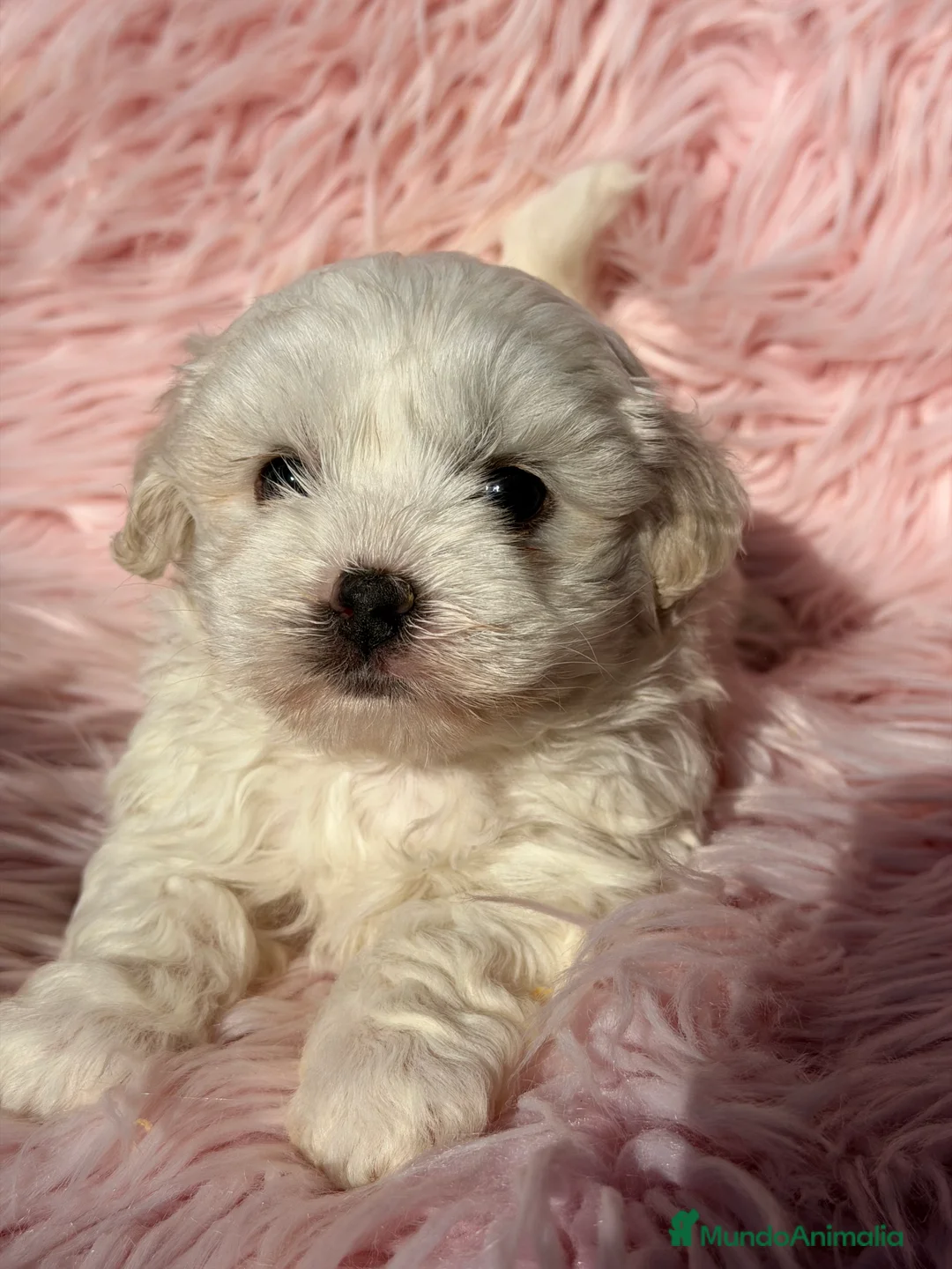 Bichón Maltés perros en venta: Bichon Maltes hembra Toy  - Anuncio 1