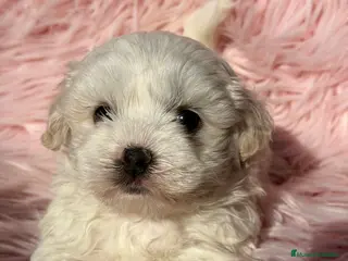 Bichón Maltés perros Bichon Maltes hembra Toy - Anuncio 3