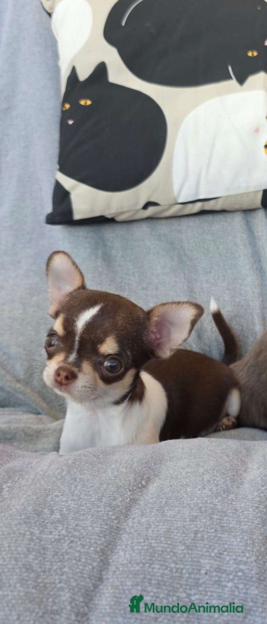 Chihuahua perros Hembra chihuahua  - Anuncio 2