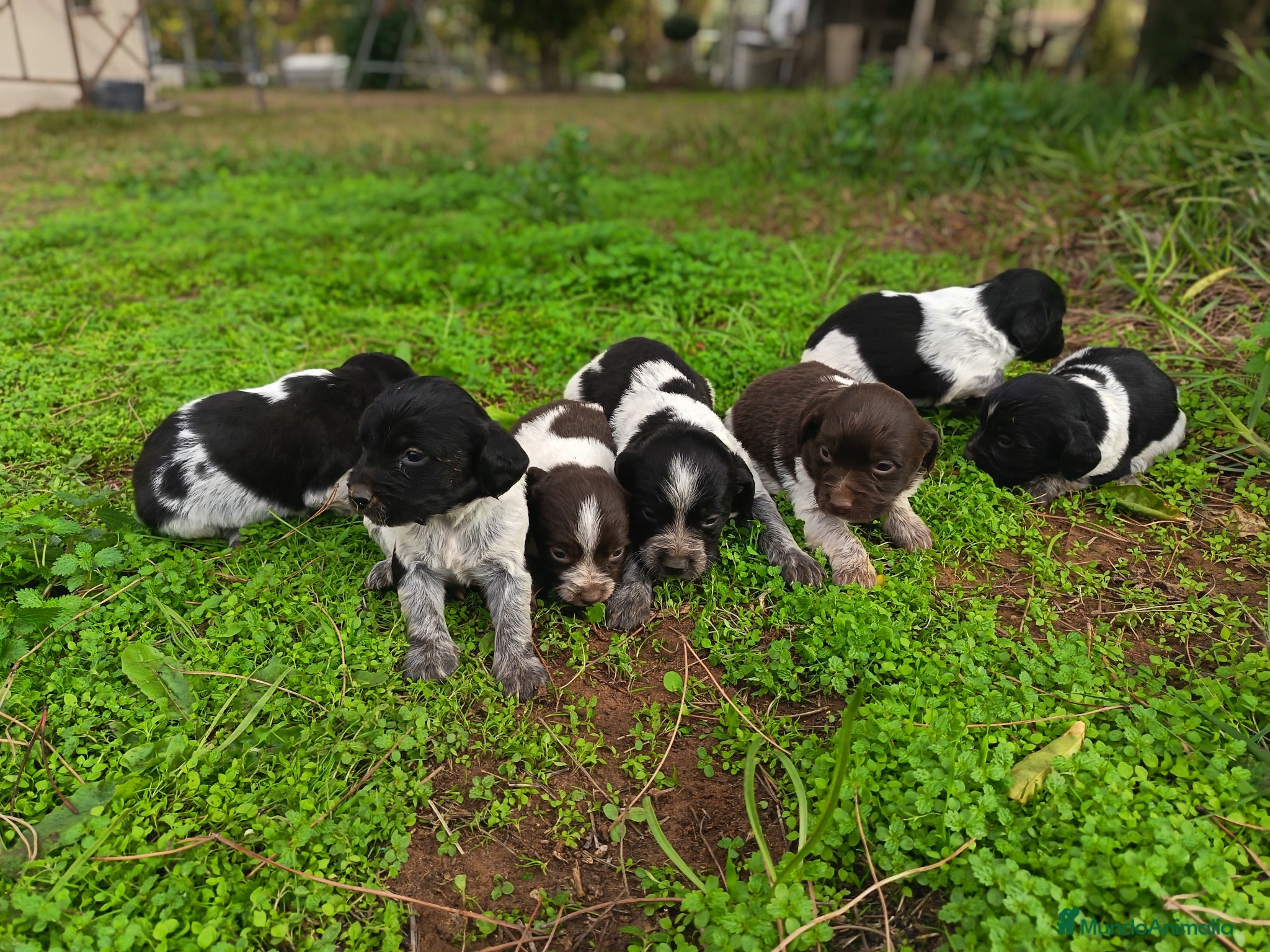 Épagneul Breton perros Cachorros Bretón  - Anuncio 1