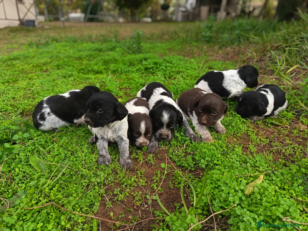 Épagneul Breton perros en venta: Cachorros Bretón  - Anuncio 1
