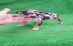 Pinscher Miniatura perros en venta: Pincher Miniatura  - Imagen 1