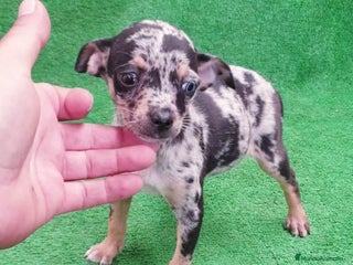 Pinscher Miniatura perros - Anuncio 4