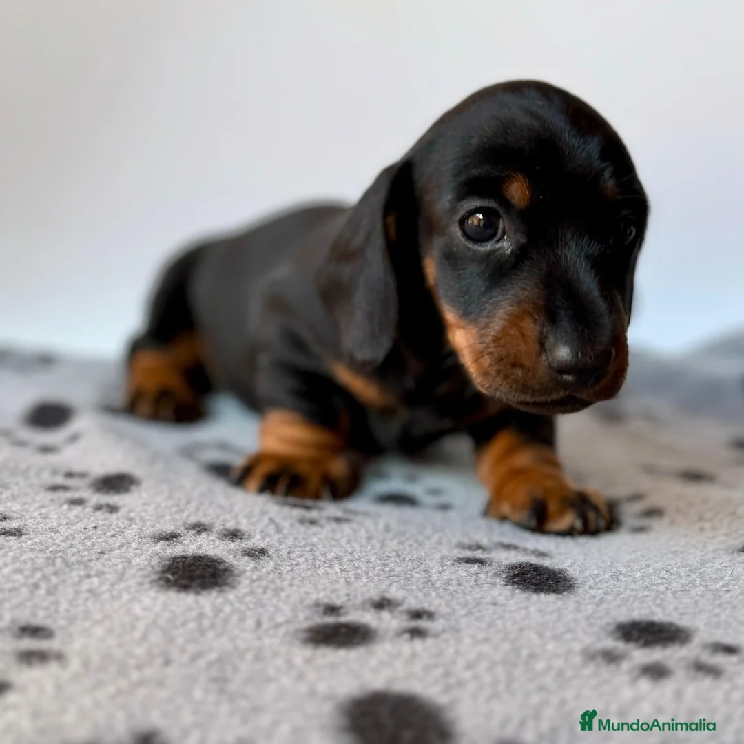 Teckel Miniatura perros en venta: TECKEL KANINCHEN TECKEL DEL PALMERAL CONÓCENOS - Anuncio 3