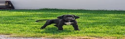 Otras razas perros en venta: Disponibles Gran Danés de Calidad  - Anuncio 9