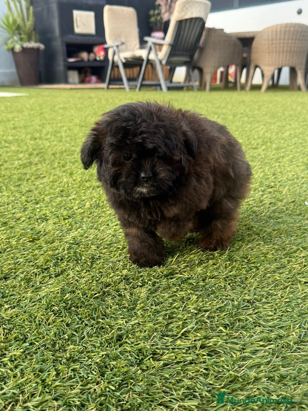 Maltipoo perros en venta: Maltipoo mini - Anuncio 4
