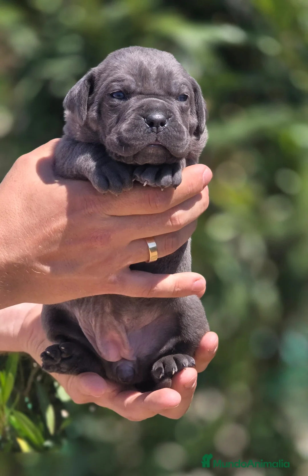 Cane Corso perros en venta: Cachorros de Cane Corso - Anuncio 2