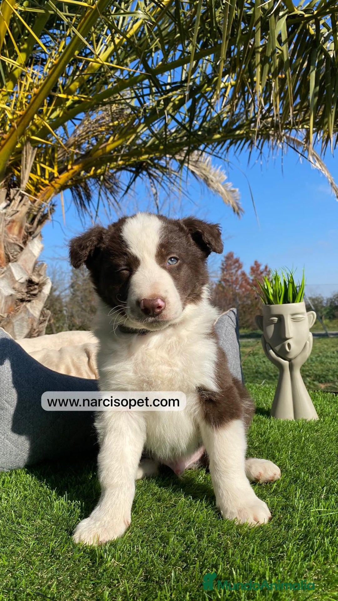Border Collie perros en venta: CAMADA DE BORDER COLLIE CHOCOLATE - Imagen 3