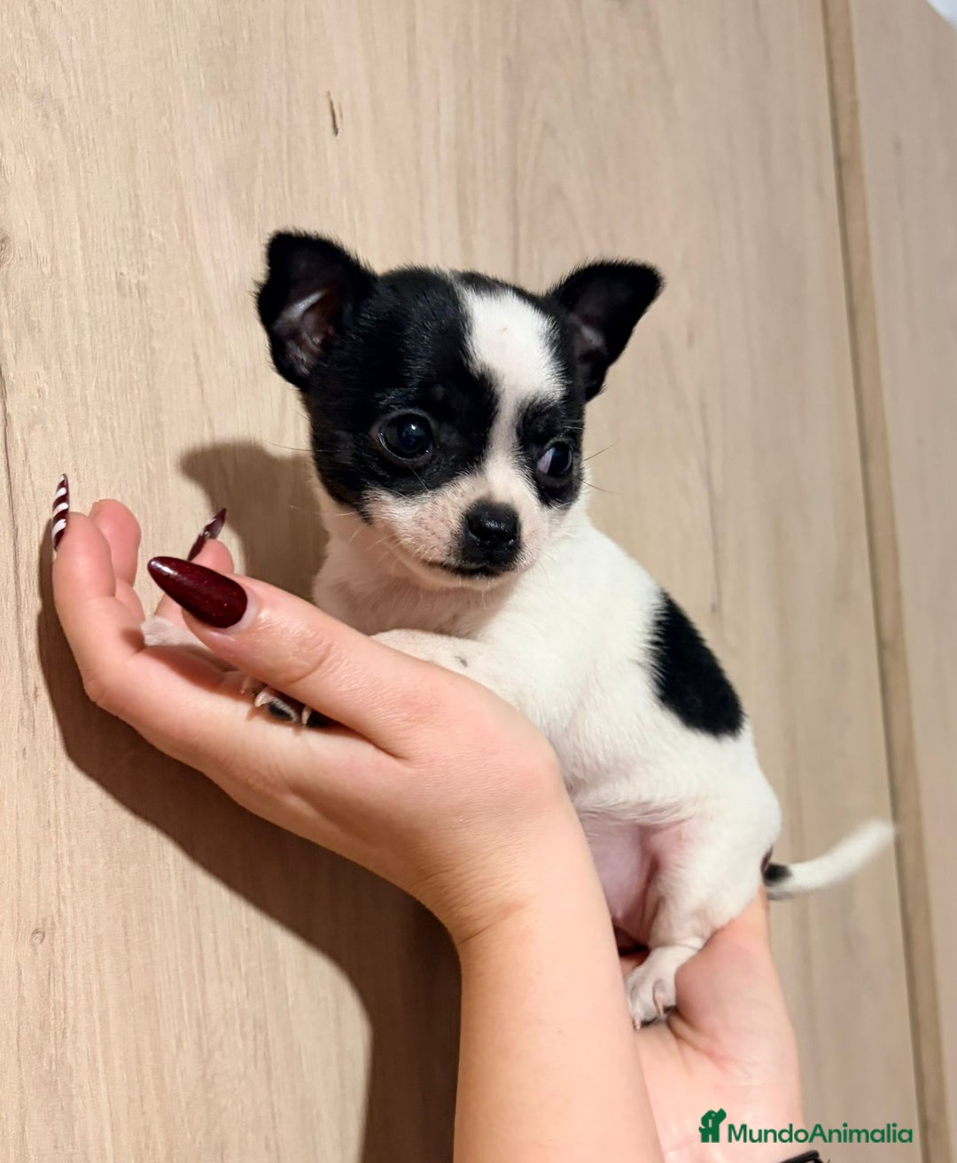 Chihuahua perros en venta: Hembra de chihuahua - Anuncio 1