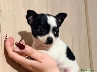 Chihuahua perros Hembra de chihuahua - Anuncio 11