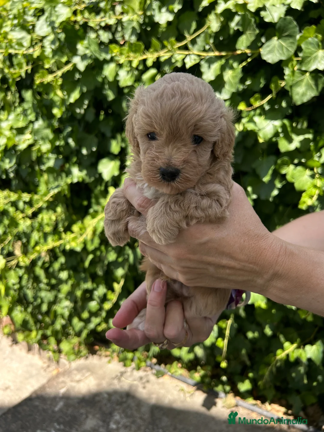 Maltipoo perros en venta: maltipoo - Anuncio 1